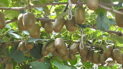 昌樂獼猴桃甜蜜上市，線上線下雙軌并行帶動農(nóng)民增收