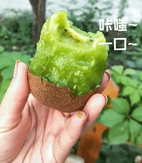 走起！這樣的采摘游玩樂趣千萬別錯(cuò)過——獼猴桃采摘基地合集